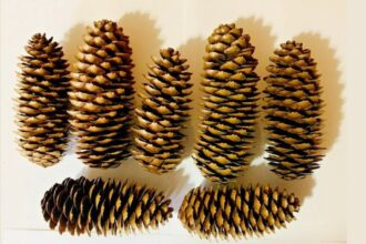 Norway Spruce Pine Cones