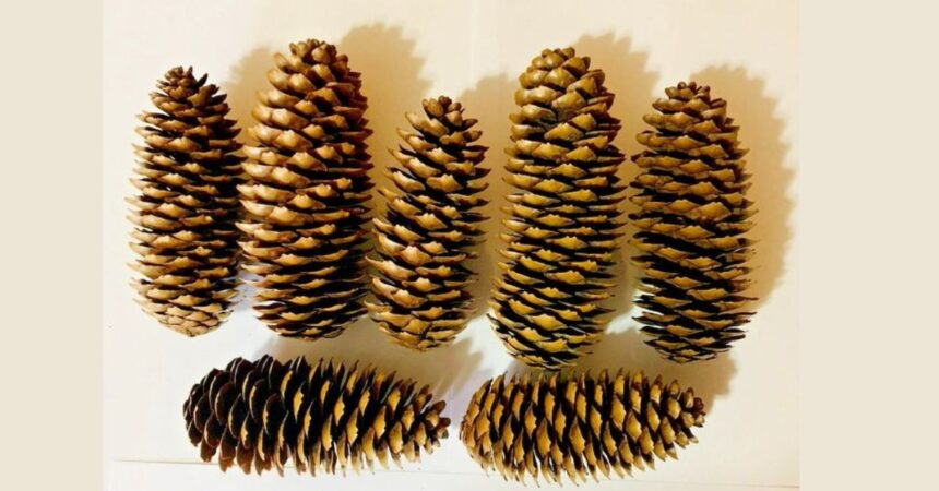 Norway Spruce Pine Cones